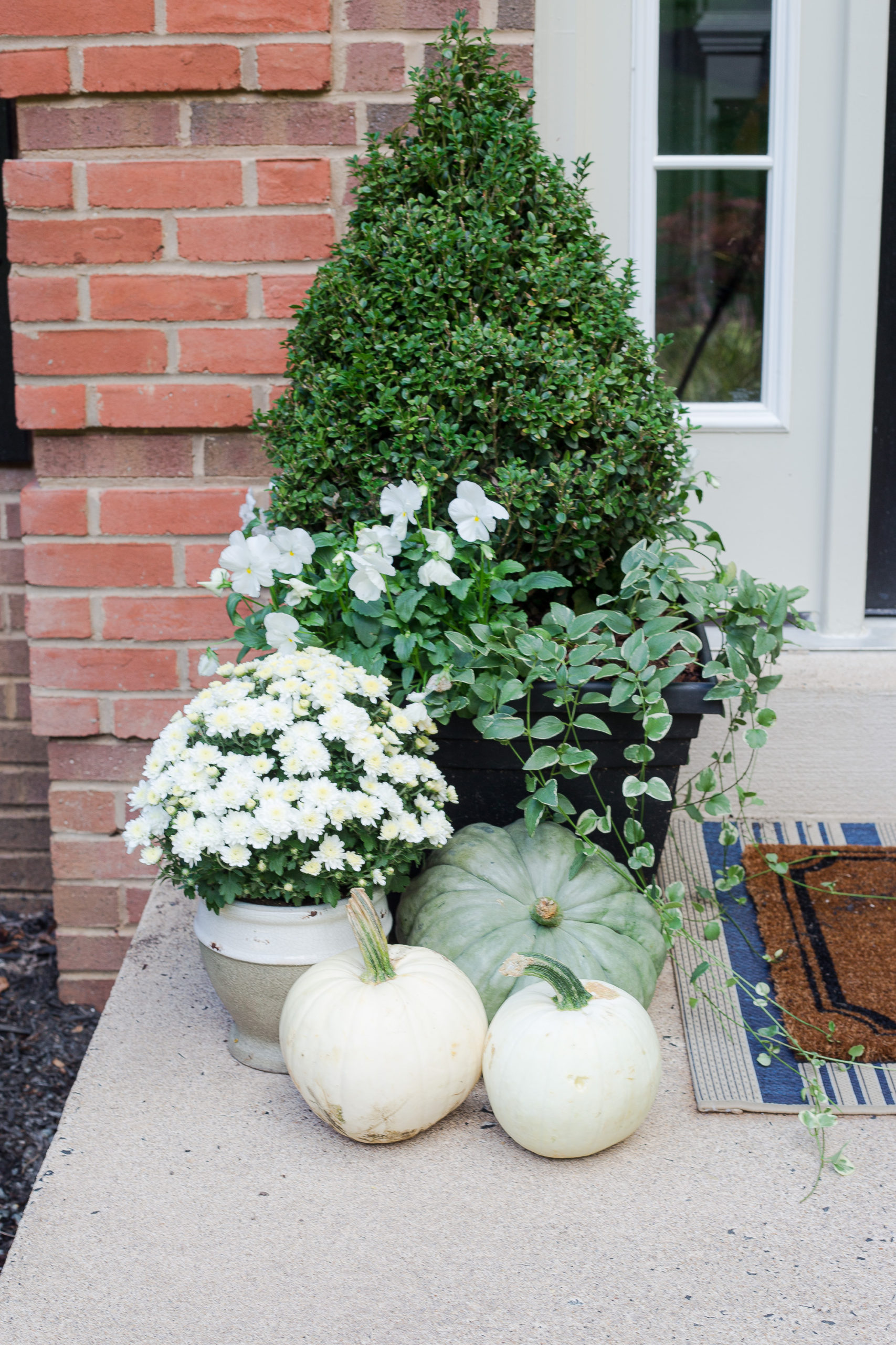white and green pumpkin next to planter at front door with boxwood and mums