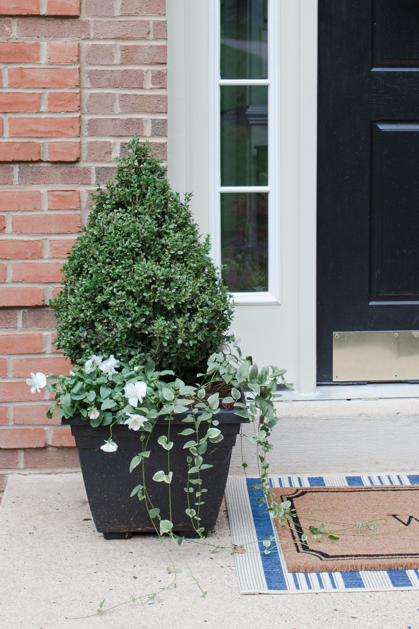 Black outdoor planter with boxwood and white pansies