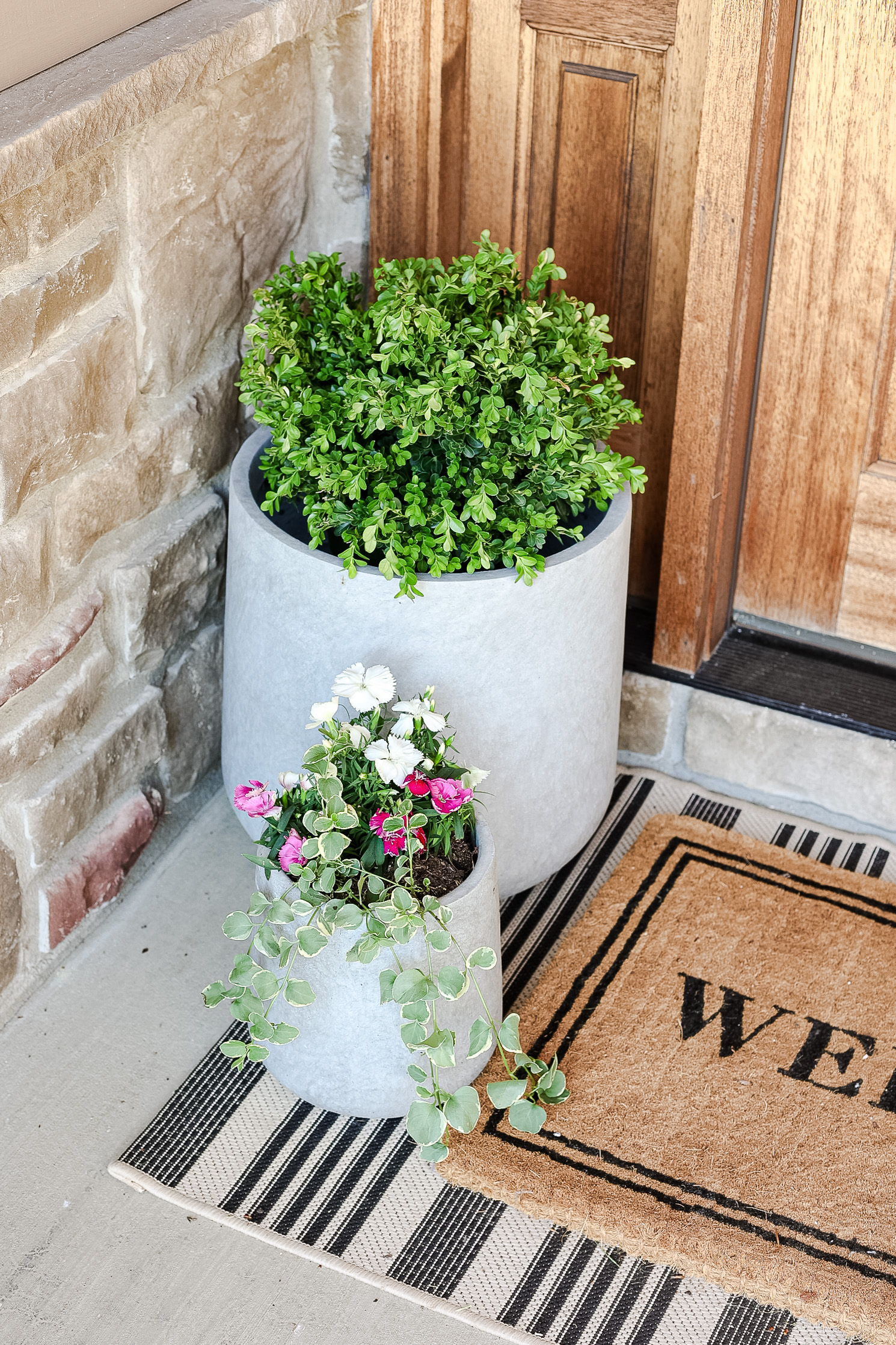 two concrete planters next to front door with boxwood and flowers