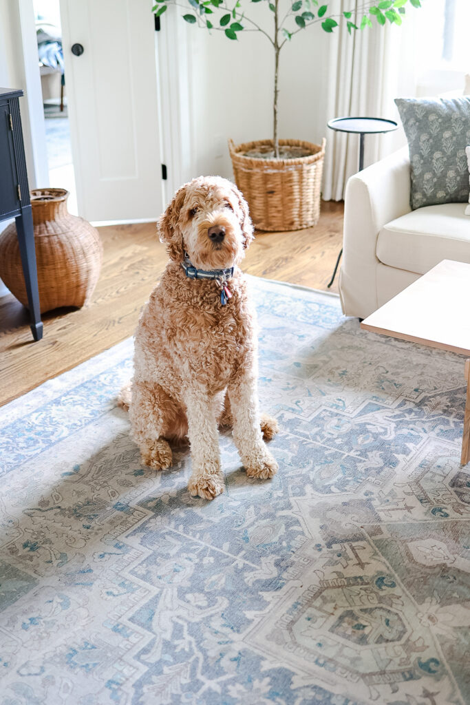 golden-doodle with Ruggable Rug