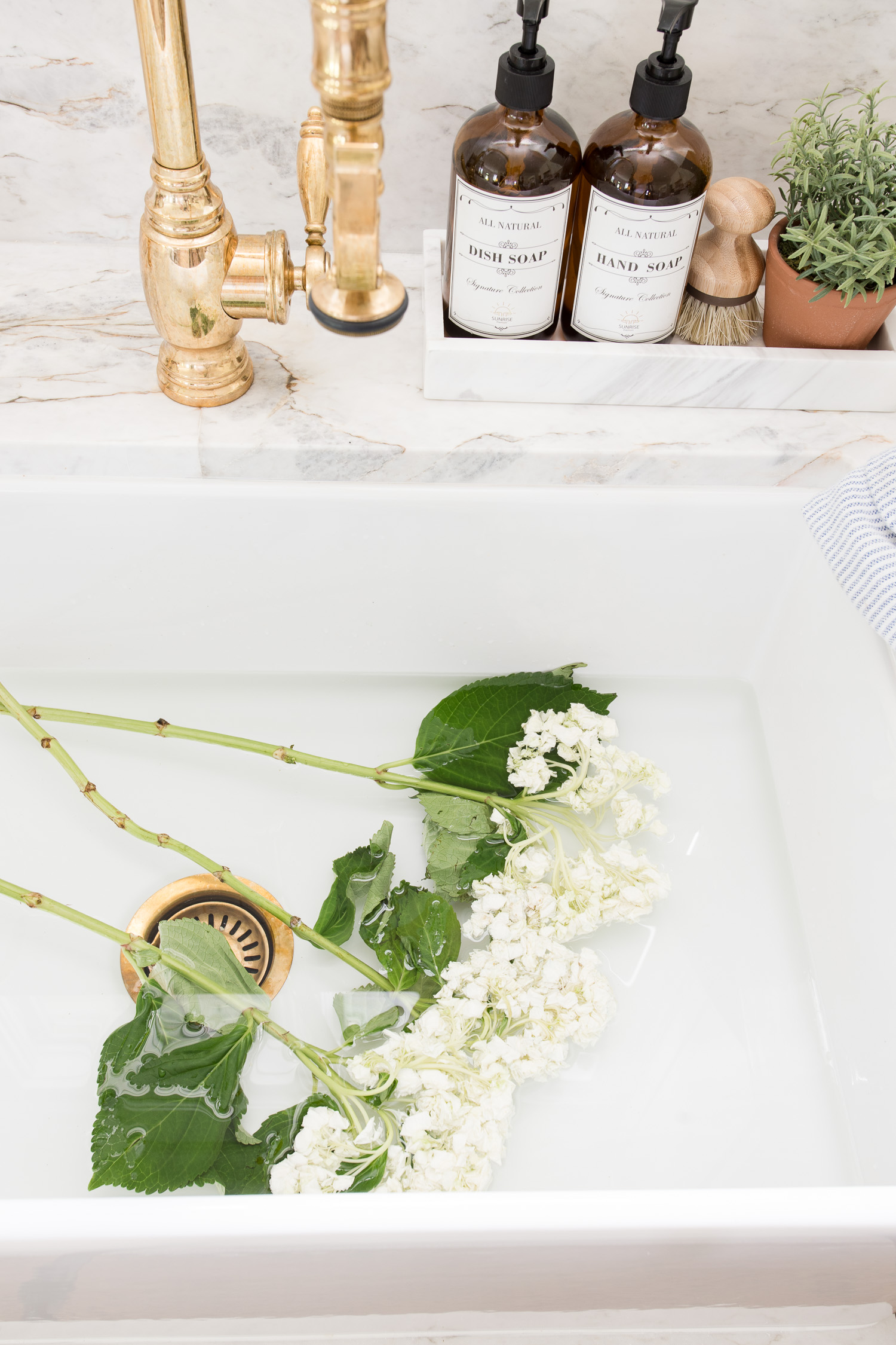 Wilted hydrangea in sink of water