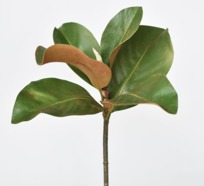 magnolia stem