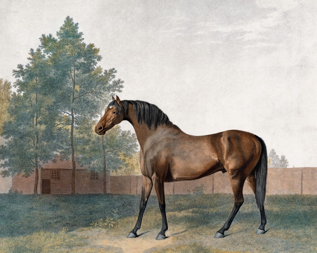 Free Vintage Horse Prints | Amelia Lawrence Style
