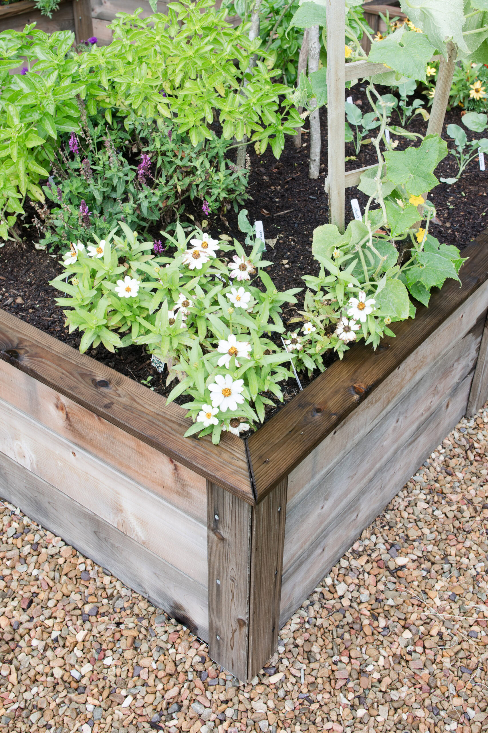 corner of raised bed