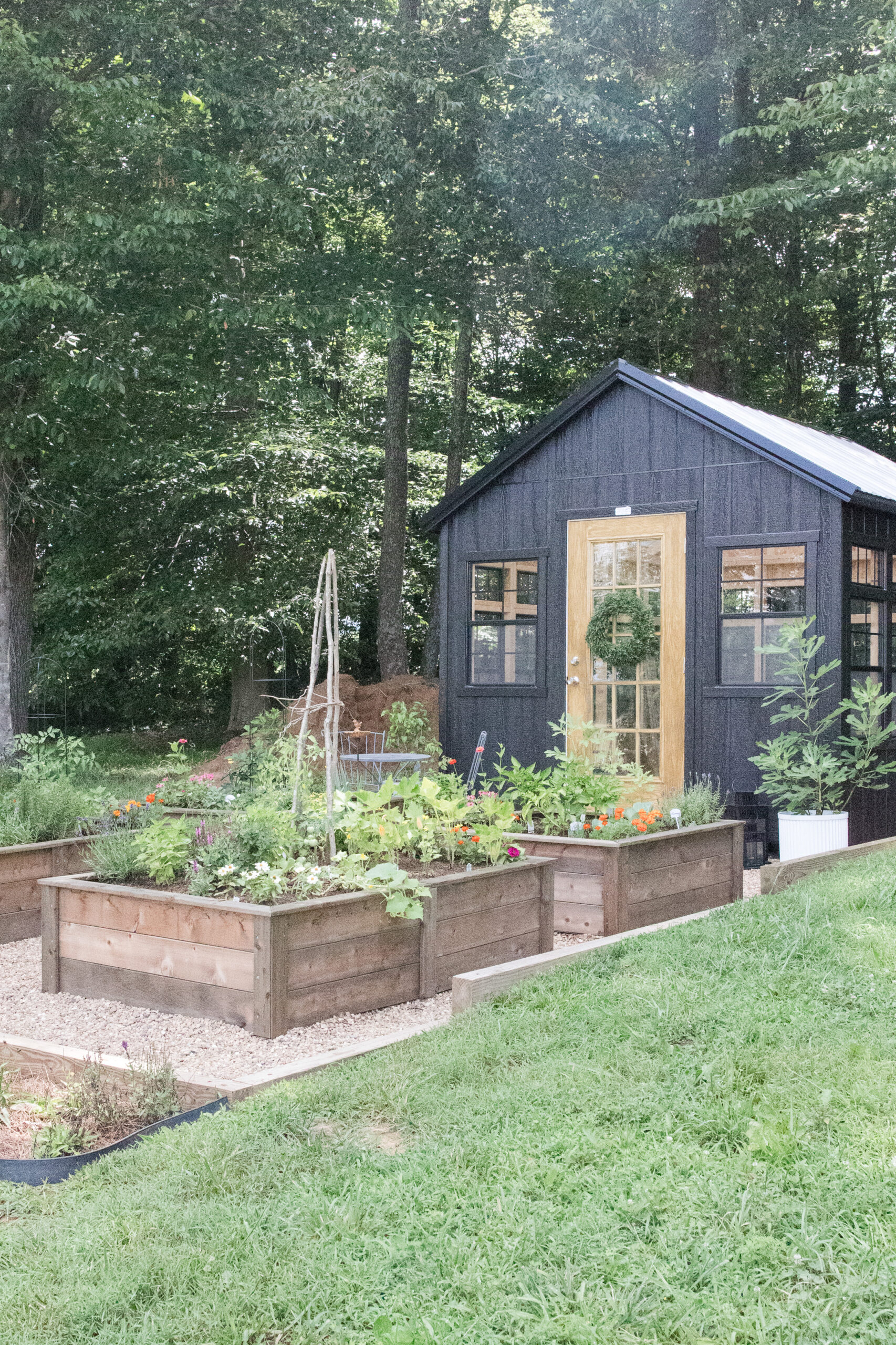 cedar raised beds in garden with black greenhouse